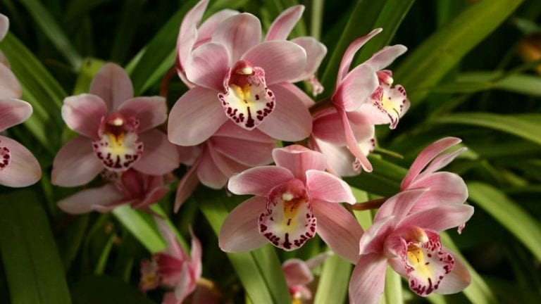 Community Event – The Bribie Island Spring Orchid and Foliage Show