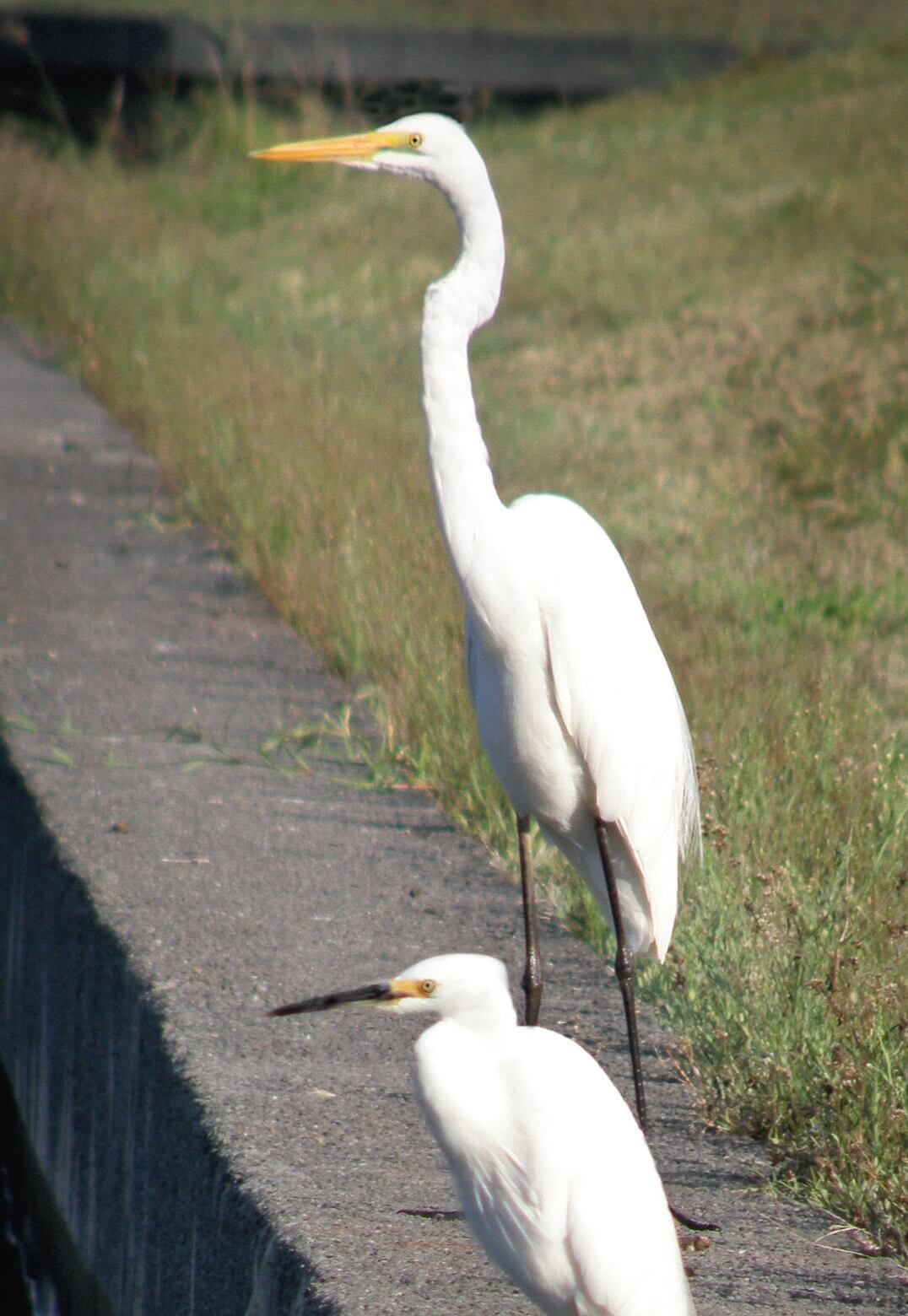 Egret. Native wildlife. Birds. Herron. Bribie Island. Moreton Bay. Brisbane. Queensland. Australia (1)