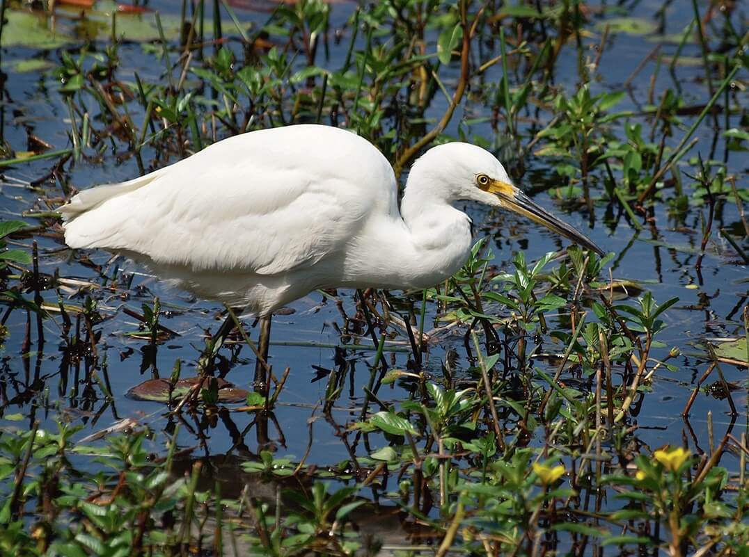 Egret. Native wildlife. Birds. Herron. Bribie Island. Moreton Bay. Brisbane. Queensland. Australia (1)