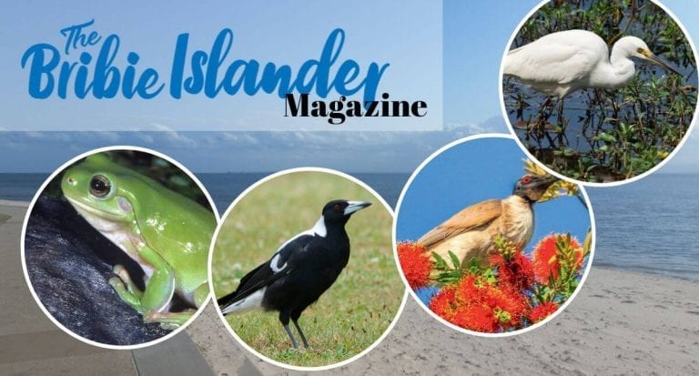 Bribie Island Wildlife – White-Necked Heron – Ardea Pacifica
