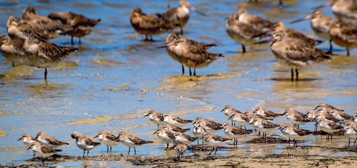 Red-necked Stints at Toorbul