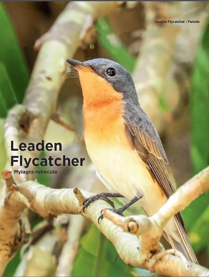 australian queensland Wildlife birds - Leaden Flycatcher – Myiagra rubecula