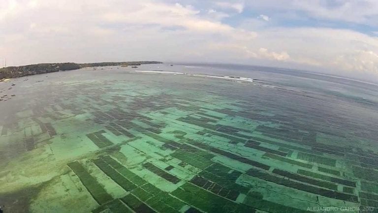 Australian Seaweed Institute to construct a seaweed farm