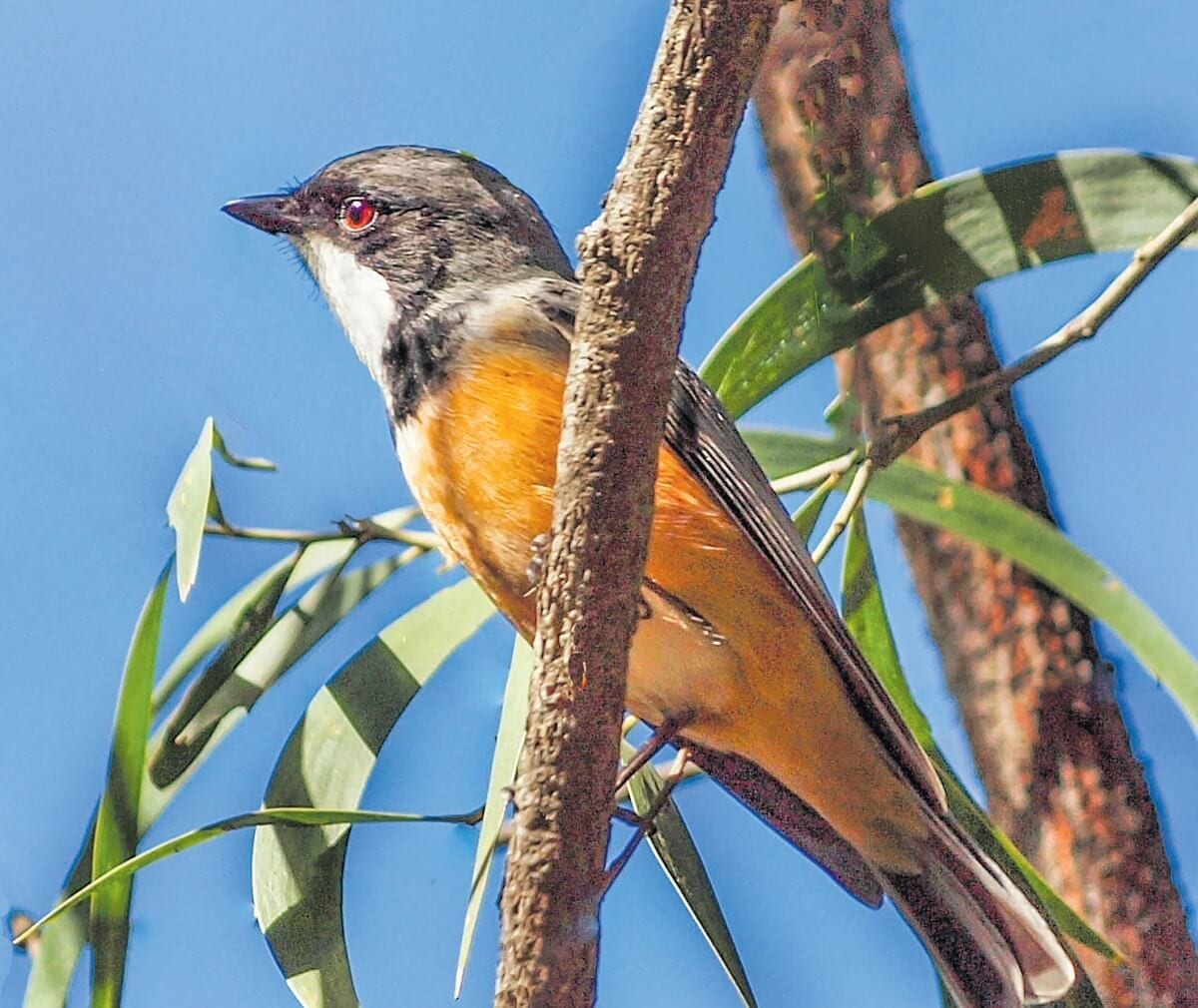 Native wildlife. Rufous Whistler. Birds. Australian. Queensland. Moreton Bay. Bribie Island. (1)