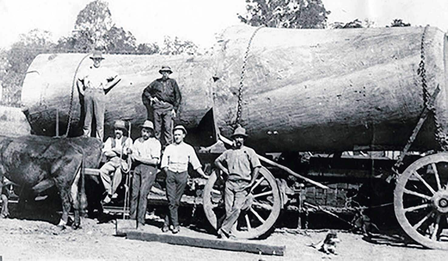 Timber Industry History. Bribie Island. Moreton Bay. Queensland. Australia-1