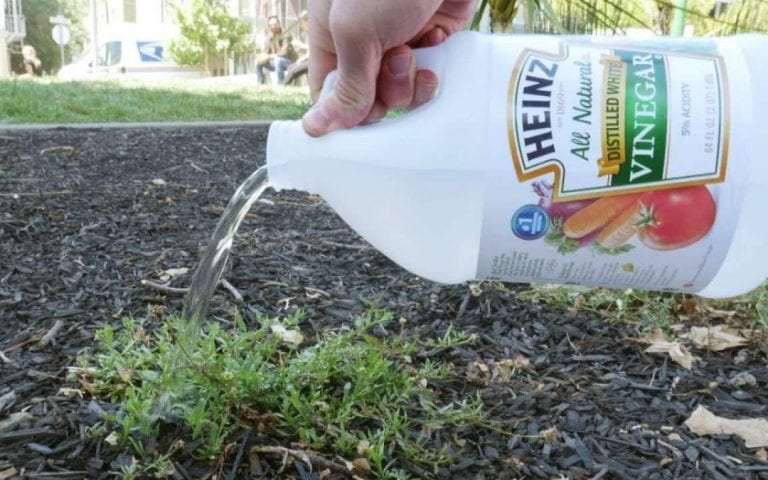 Home and garden – Weed Killers that WON’T Harm Plants