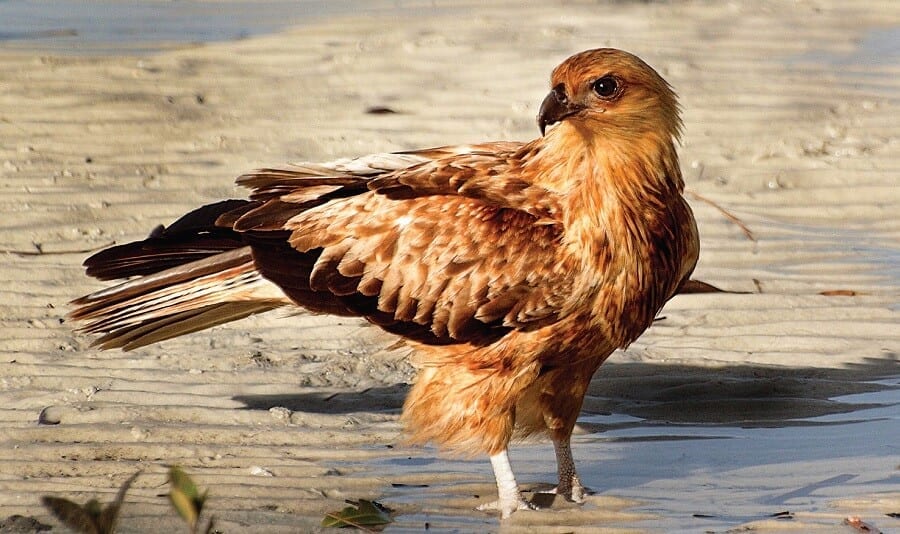 Whistling Kite. Australian, Queensland, Moreton Bay, Bribie Island native wildlife. Birds. (1)