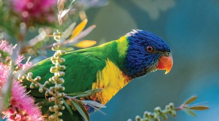Australian Wildlife – Arrival – BIRDS IN THE YARD