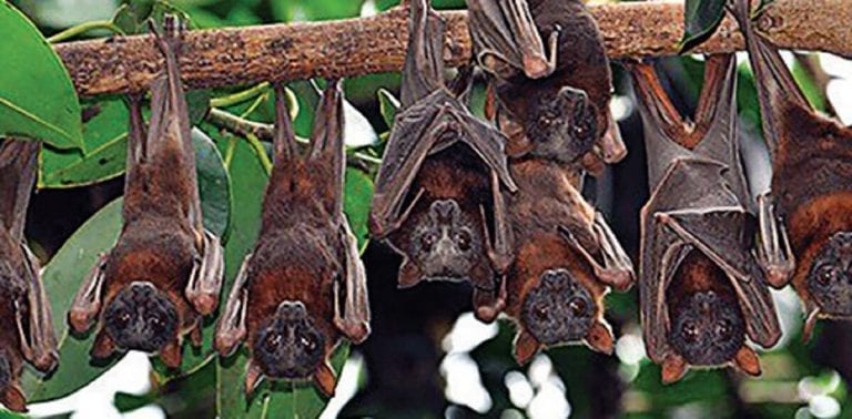 Little Red Flying Foxes Visit the Sanctuary of Bribie Island