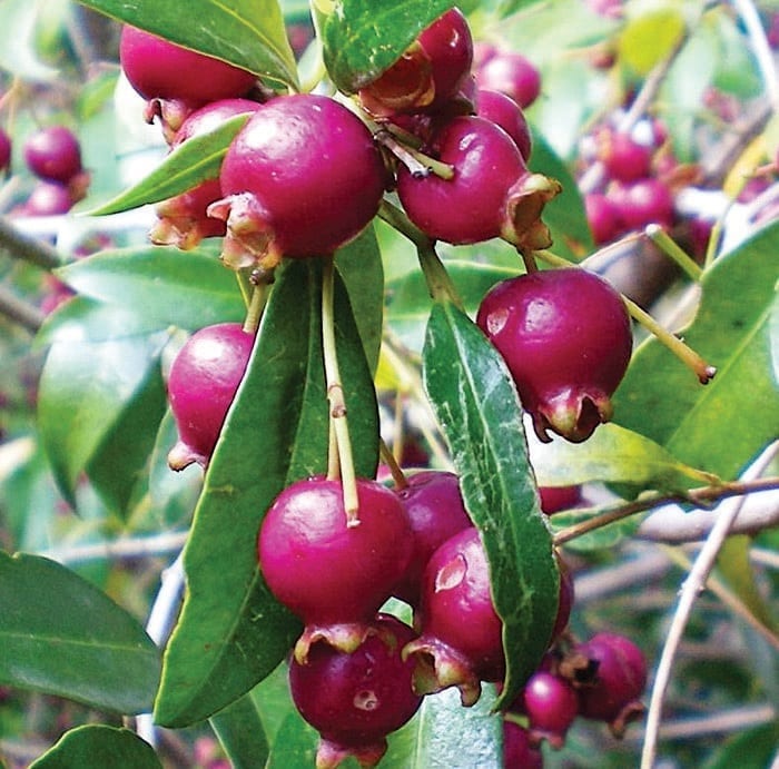 edible plants berries sunshine coast syzyglum australe
