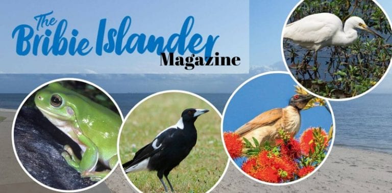 Bribie Island Wildlife – Black Kite Milvus migrans