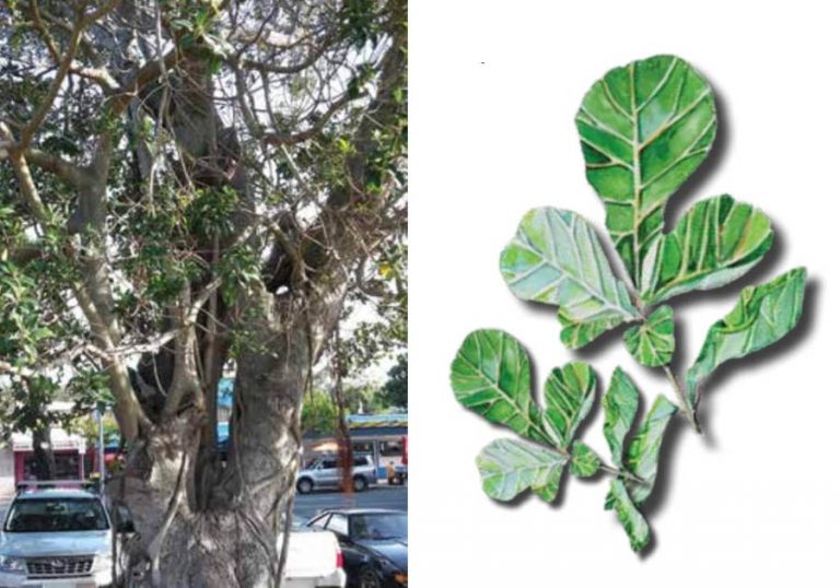 The Strangler Fig
