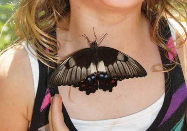 Bribie Island Butterfly House: The Butterfly Effect