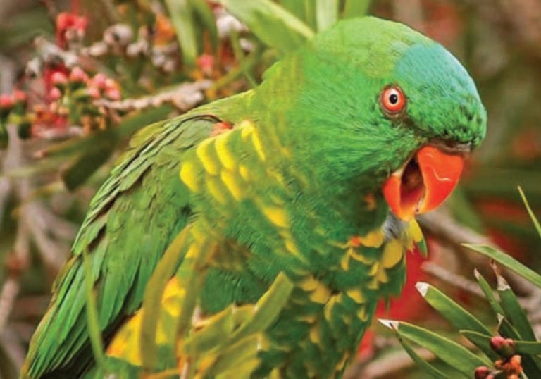 Scaly – Breasted Lorikeet (Tricoglossus chlorolepidotus)